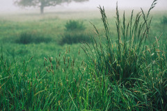 GWEZENN-DERV MUIAÑ KARET