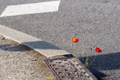 CÉDEZ-LE-PASSAGE AUX COQUELICOTS