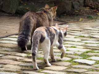 TOUT CE QUI SE DIT DANS LE BESTIAIRE RESTE DANS LE BESTIAIRE